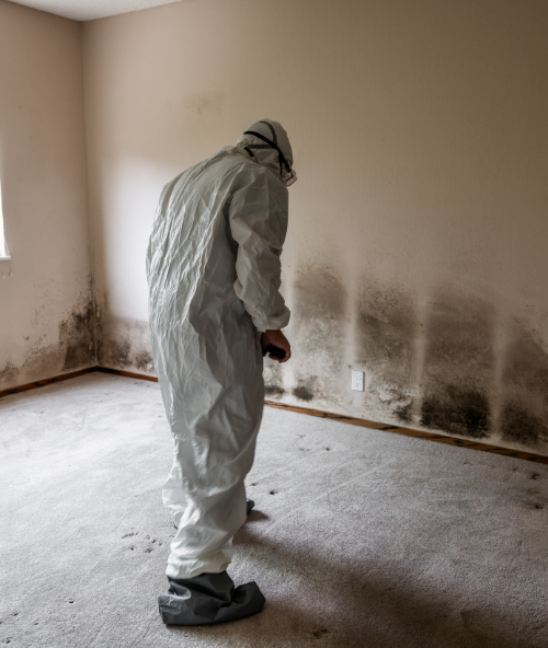 ReClaim It Mold Remediation