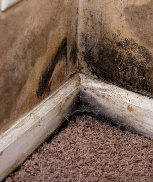 ReClaim It Mold Remediation