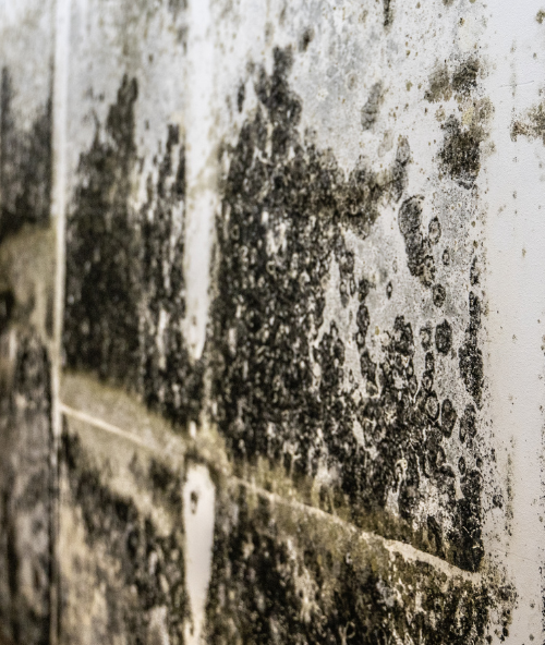 ReClaim It Mold Remediation (3)