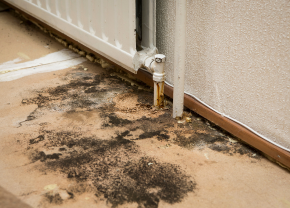 ReClaim It Mold Services